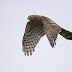 9月13日絵鞆半島の渡り鳥、オオタカ幼鳥が飛びました。