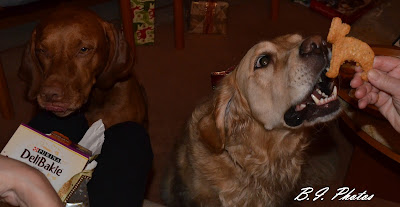 Hunde und Plätzchen