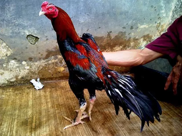 Ciri Kaki Dan Ekor Ayam Bangkok Petarung Pembunuh Di Arena