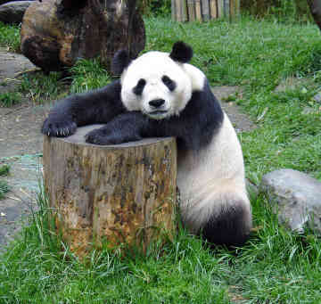 The giant panda bear's diet