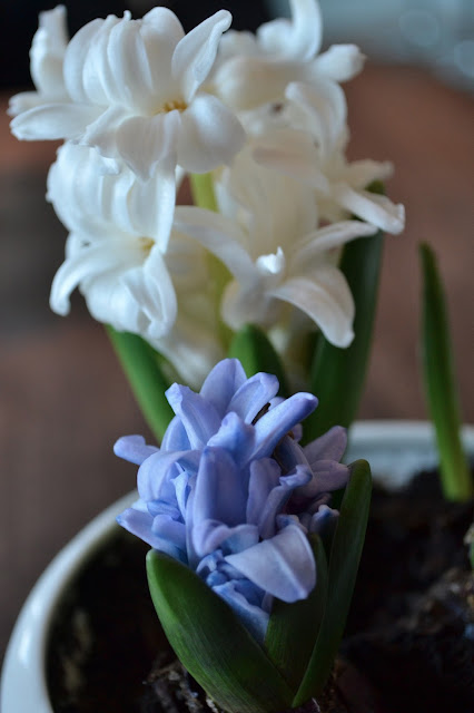 White and blue Hyacinthus orientalis