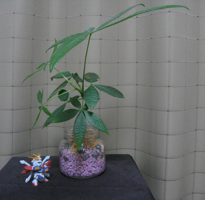 パキラ ハイドロ 6 ゼオライト ビー玉で植え替えてみたよ 15年8月