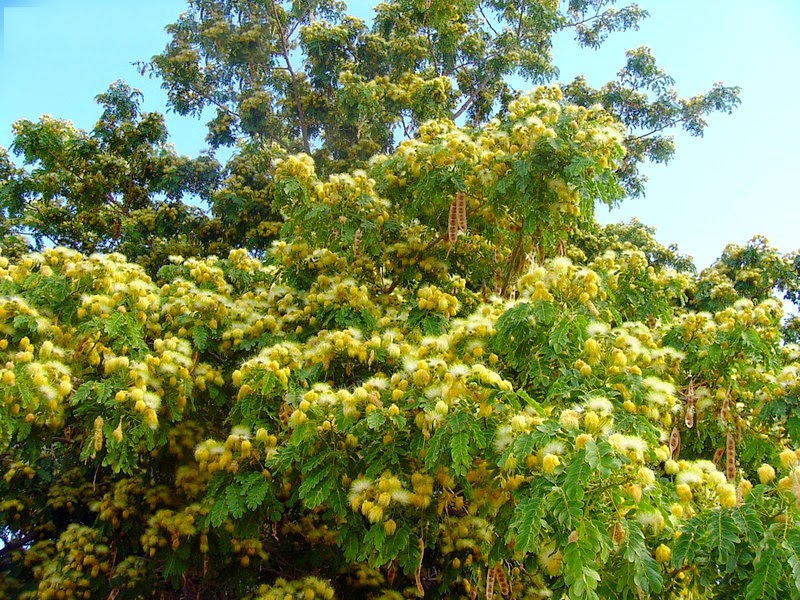 Albizia - Albizia lebbeck / Mimosa lebbeck (Fabaceae) numita si Kokko
