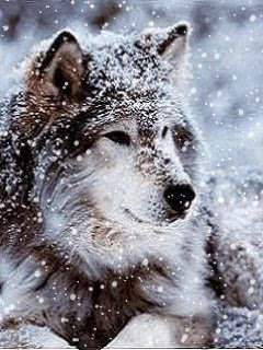 wolf dogs species variant breeds wild animal picture wolves