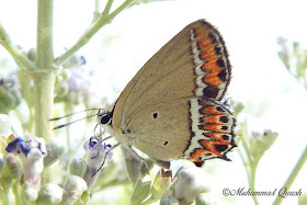 Sorrel Sapphire Butterfly