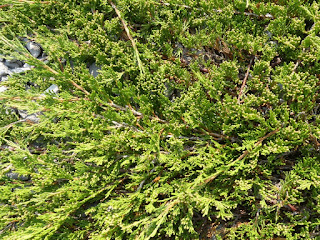 Genévrier rampant - Juniperus horizontalis