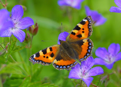 tips for photographing butterflies