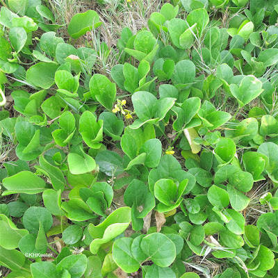 beach pea