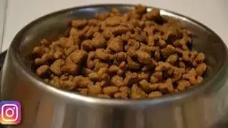 Advantages and disadvantages of dry feeds for cats and dogs