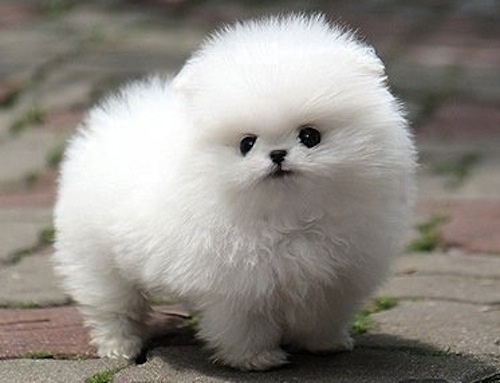 Pomeranian Puppies - Hey I Am Not A Dandelion !