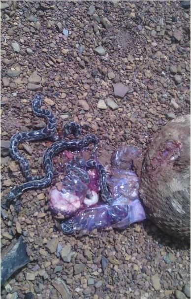 Nigerian Man Kills Heavily Pregnant Snake...See the Many Baby Snakes That Came Out of It (Photos)