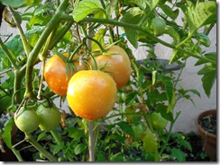 DSCN2091