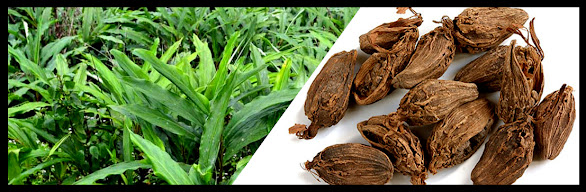 Medicinal plants of nepal AMOMUM SUBULATUM