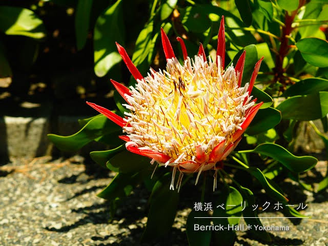 [横浜] ベーリック･ホールの花