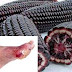 Please Help Spread the word !! Turns Purple Corn is able to cure Diabetes, Colon Cancer and Aging.