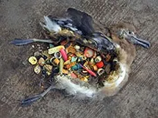 Burung Albatros yang masti karena perutnya penuh dengan sampah plastik