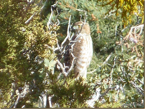 Christmas bird count red rock canyon_034