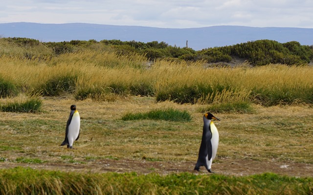 Königspinguine