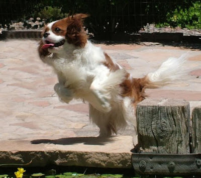 King Charles Spaniel