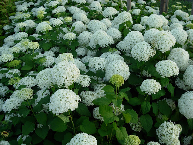 White Flowers