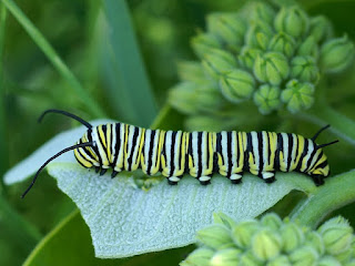 Chenille du Monarque - Danaus plexippus