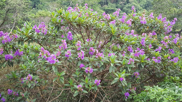 Mirante da Cascatinha