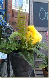 Baby Chick
