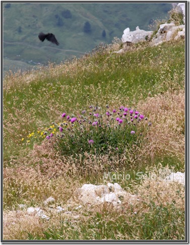 LA_FIORI_05