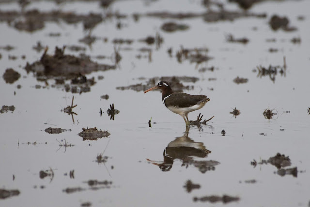 Greater Painted Snipe (भेंडलावा) - Rostratula benghalensis