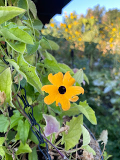 Black Eyed Susan