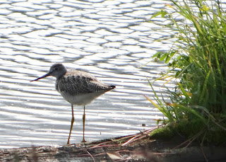 Sandpiper