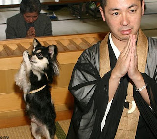 Funny Meditating Dog