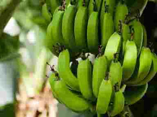 Ingin Pohon Pisang Tumbuh Subur? Pupuknya Ternyata Ini