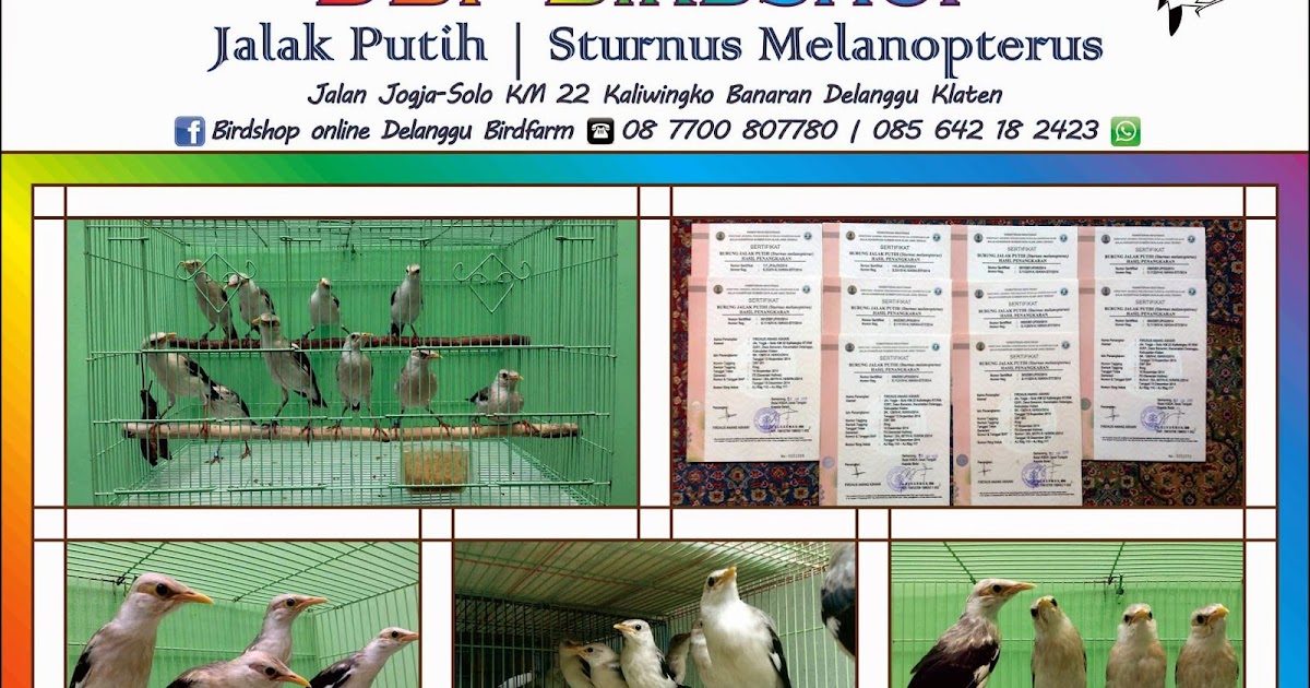 Jual Burung Jalak Putih Sertifikat Resmi ~ UD. Delanggu 