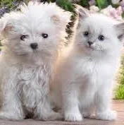 Little white puppy and little white kitten are sitting next to each other looking happy.