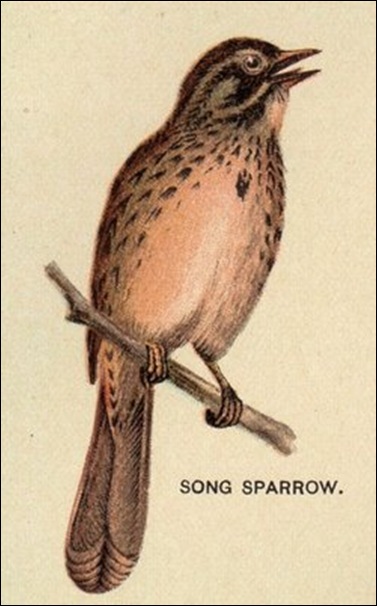 birdsparrow