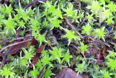 Sphagnum fallax in Keston bog