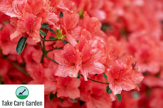 Descubra a beleza da Azaleia: um guia para esta flor deslumbrante