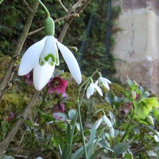 Snowdrops - Galanthus nivalis