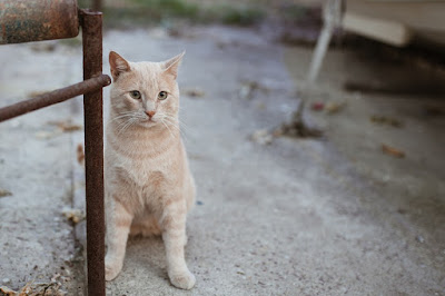  Ciri  dan  Tanda Kucing akan Melahirkan  Ini Perlu Anda Tahu