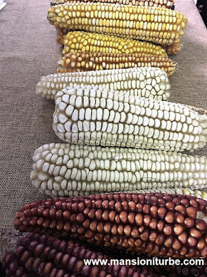 Native Michoacan Corn