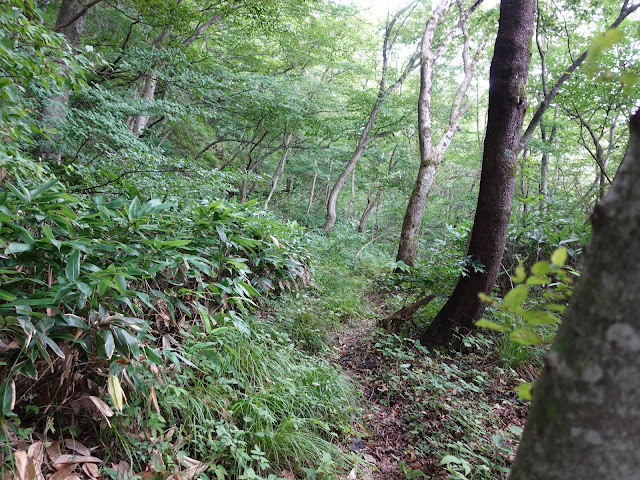 鳥取県西伯郡南部町東上の鎌倉山に登ります　このあたりから坂が急になります