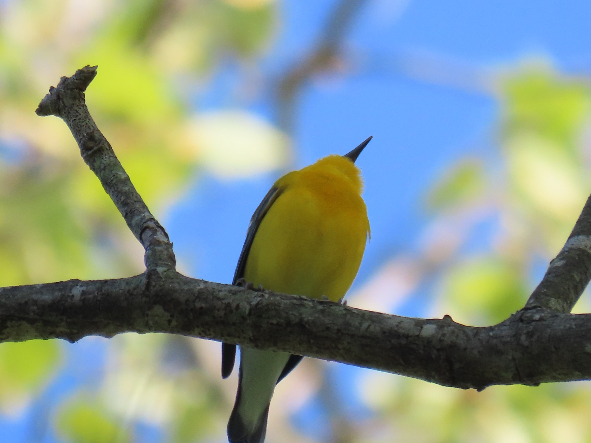 Stream New Jersey State Bird (Goldfinch) by baby dijon