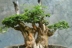 Cara Membuat Bonsai Sisir Atau Kaliage Yang Istimewah