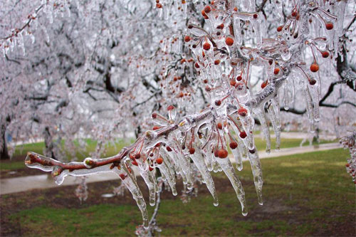 Frozen Cherry Trees