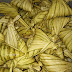 KETUPAT PALAS KELANTAN