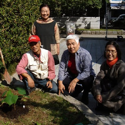  a permission from the city of Hiroshima to plant Hibaku Chinese Parasol 