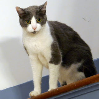 Spackle Puss, the cat, on the stairs