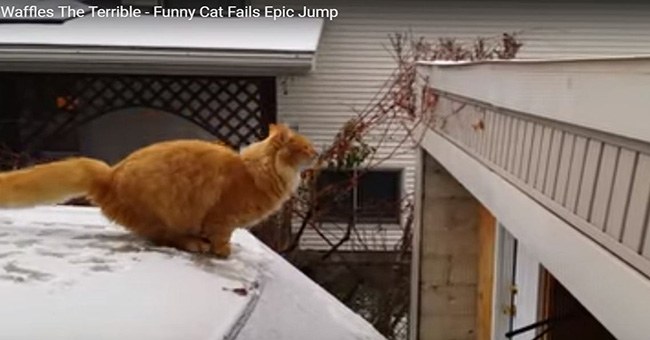  TERRIFIC CAT  FALLS 2021 VIRAL VIDEOS