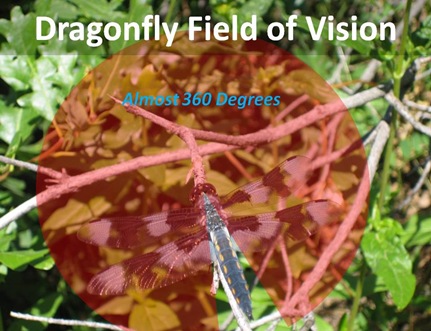 Dragonfly Field Vision